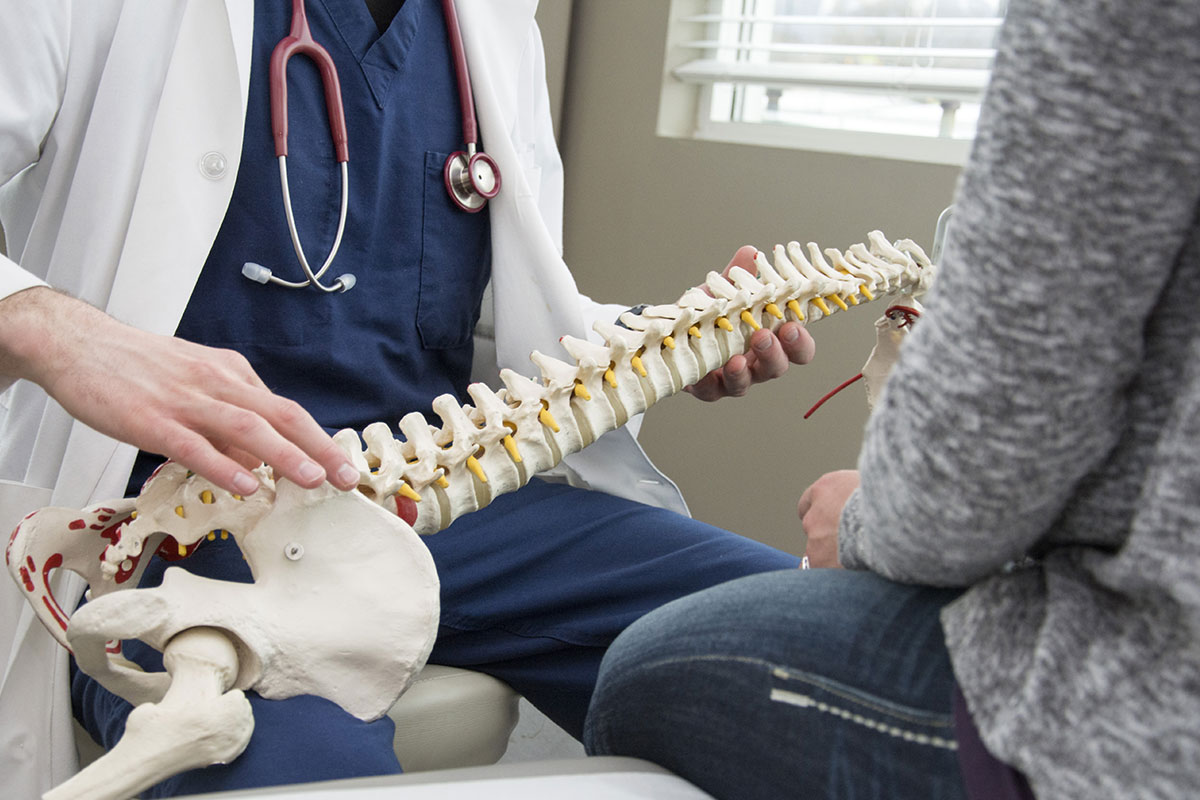 Doctor holding spine skeleton and showing patient vertebras