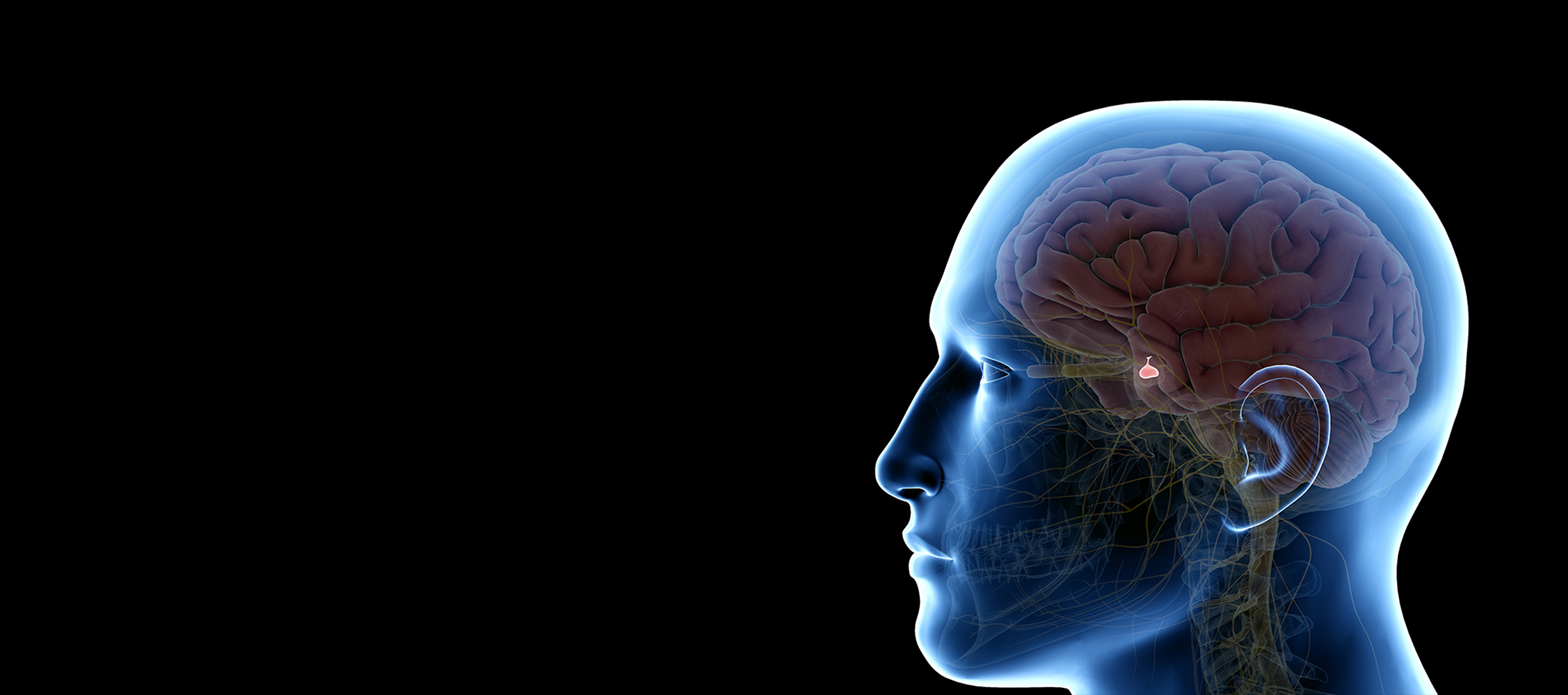 A rendering of the profile of a human head in blue shows the brain and a pituitary gland tumor