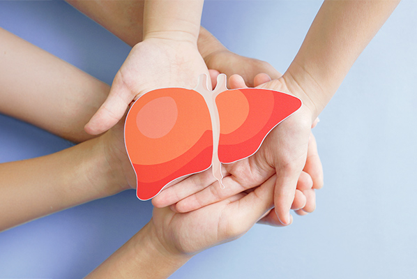 Hands holding healthy liver.