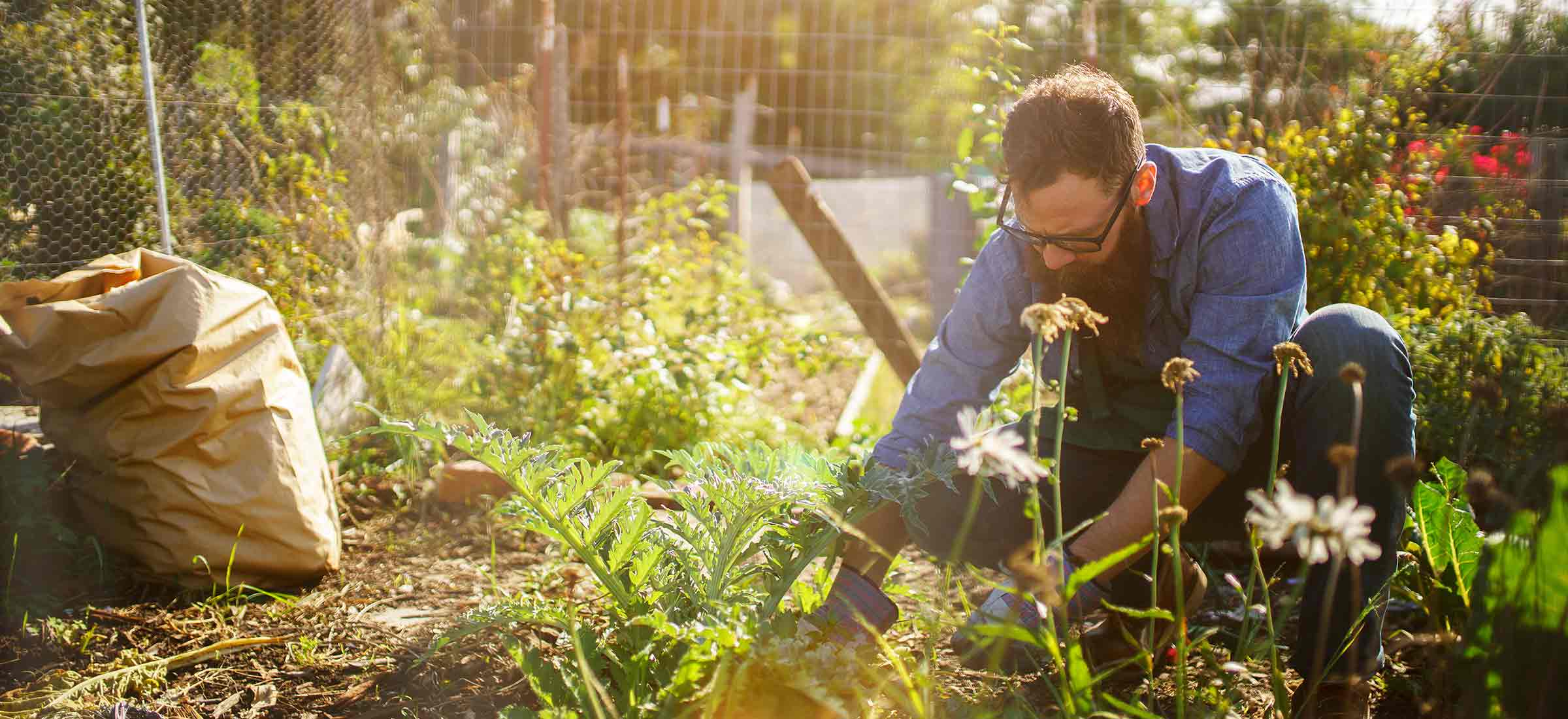 A man bends over in a garden to work with plants.