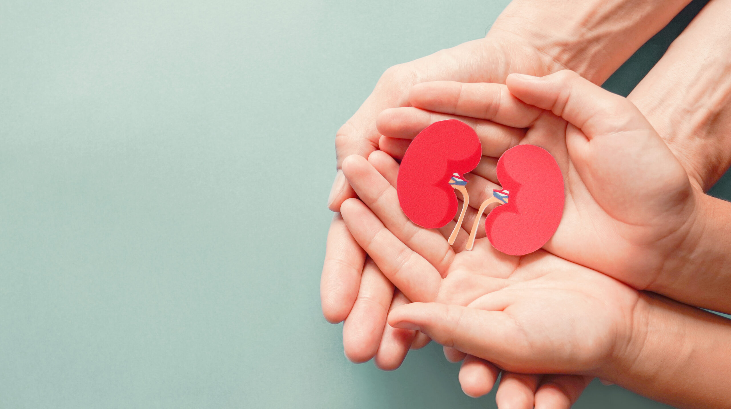 Two people hold a paper cutout of the kidneys in their hands