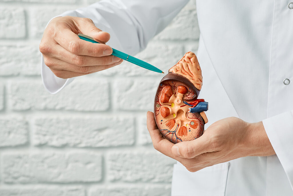 Doctor holding and showing an anatomical model of a kidney