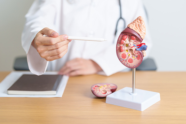 A doctors hand points to a model of a kidney.