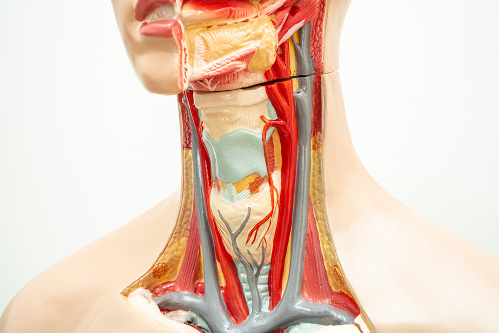 Voice Restoration: Expanding Treatment Options